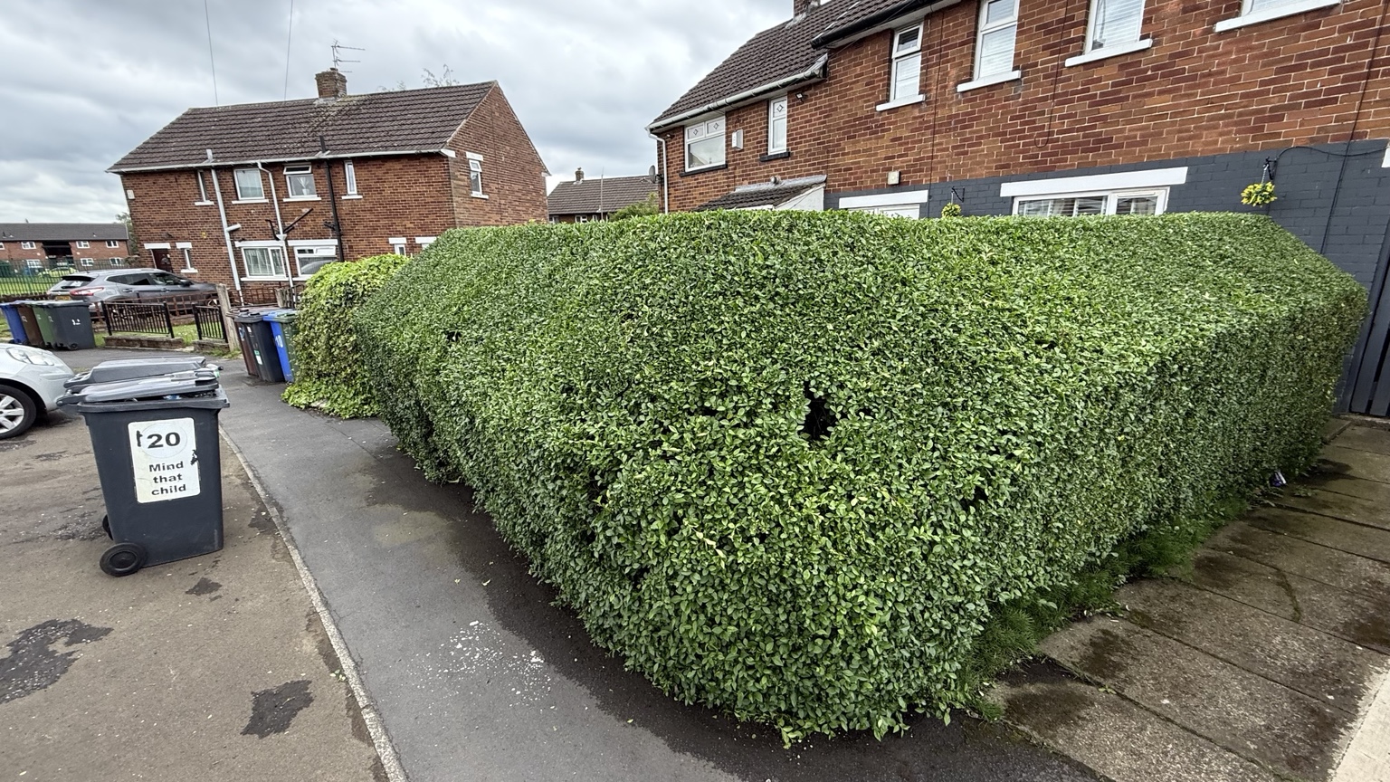 Neatly trimmed garden hedge