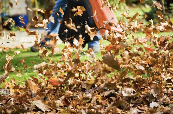 Autumn leaves being blown from a garden lawn