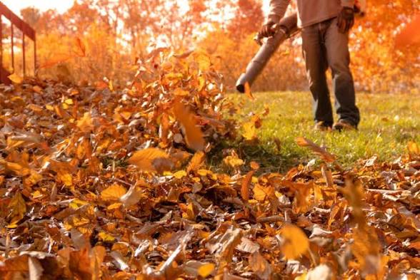 Clearing autumn leaves from a garden